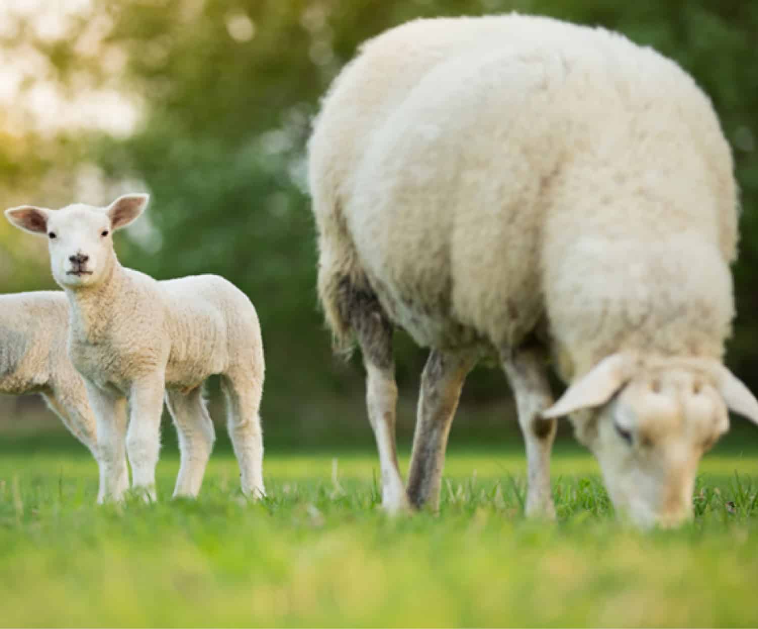 Farm insurance brokers - Sheep and labs on insured farm